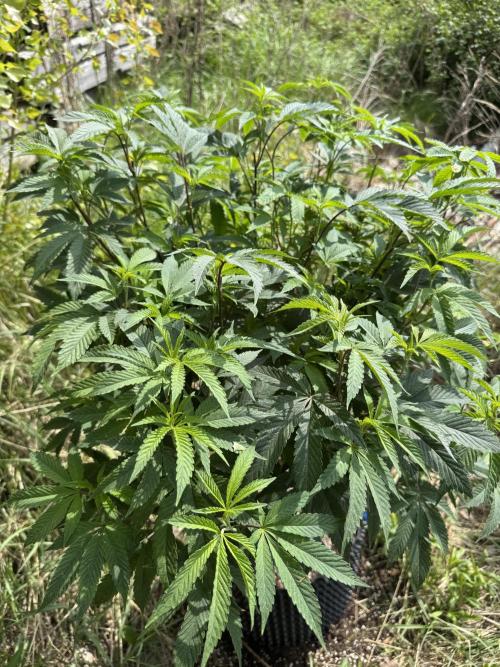 46 Kush - Outdoor 2026. Week 10