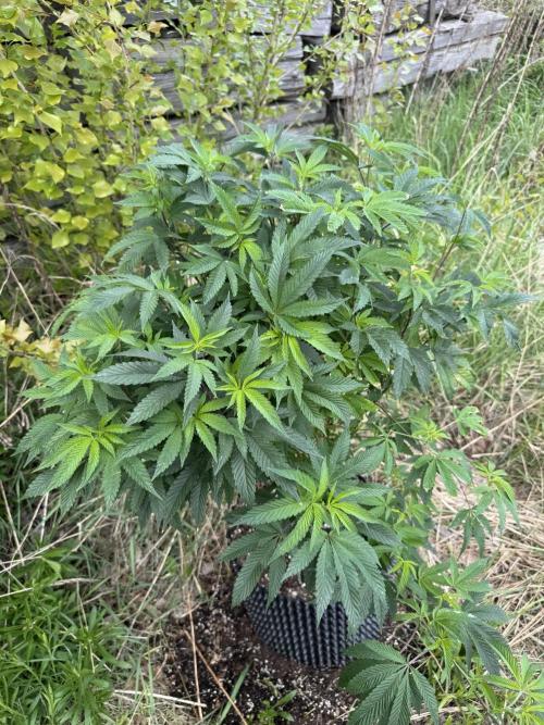 46 Kush - Outdoor 2026. Week 10