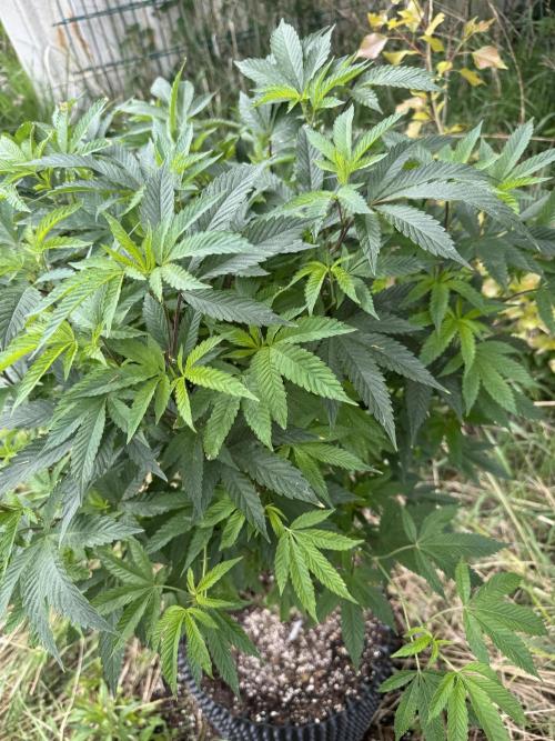 46 Kush - Outdoor 2026. Week 10