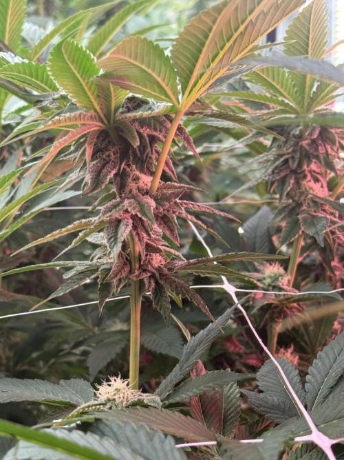 GMO x Triangle Mints bx. Week 11