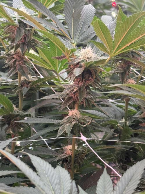 GMO x Triangle Mints bx. Week 11