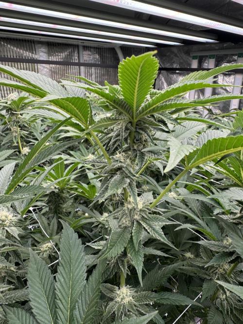 GMO x Triangle Mints bx. Week 11