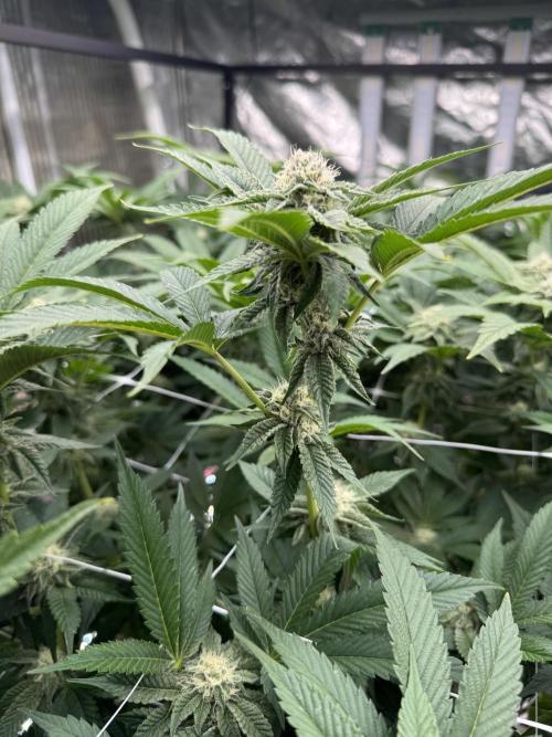 GMO x Triangle Mints bx. Week 11