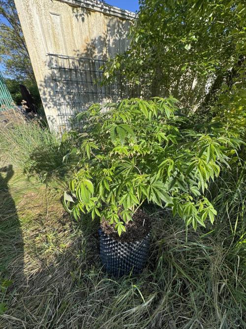 46 Kush - Outdoor 2026. Week 11