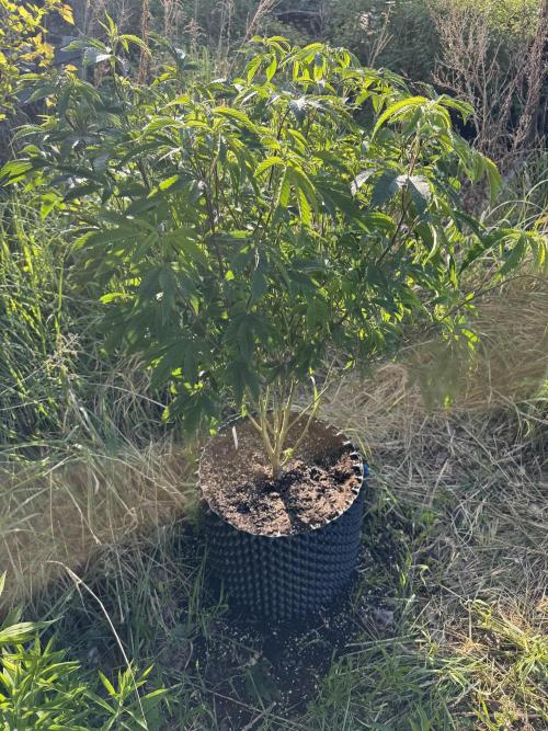 46 Kush - Outdoor 2026. Week 11