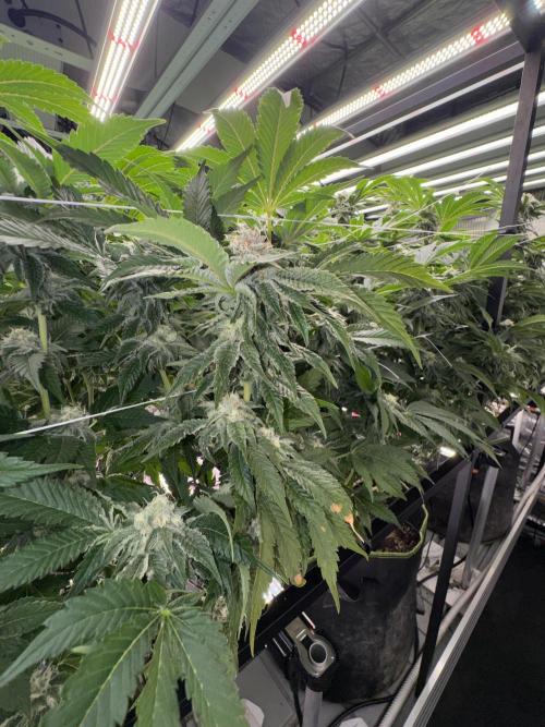 GMO x Triangle Mints bx. Week 12