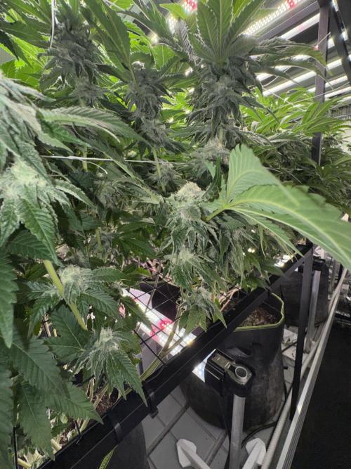 GMO x Triangle Mints bx. Week 12