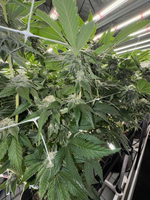 GMO x Triangle Mints bx. Week 12