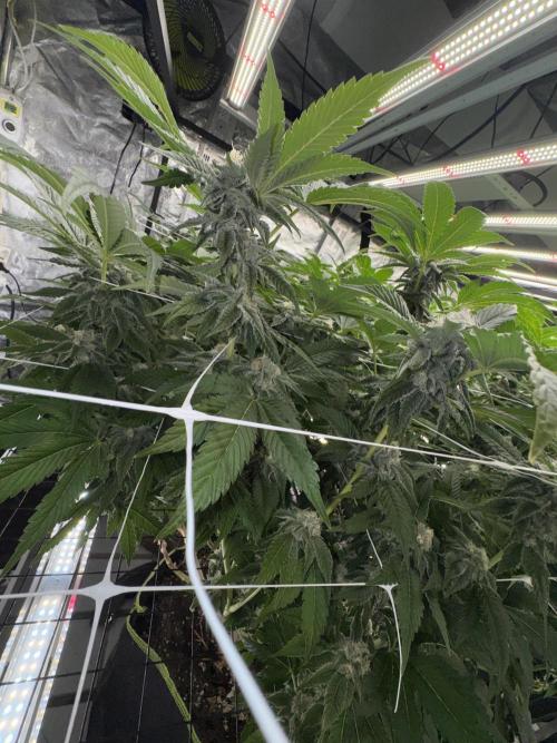 GMO x Triangle Mints bx. Week 12