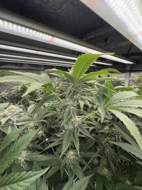 GMO x Triangle Mints bx. Week 12