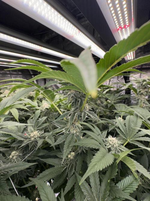 GMO x Triangle Mints bx. Week 12