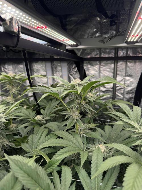 GMO x Triangle Mints bx. Week 12