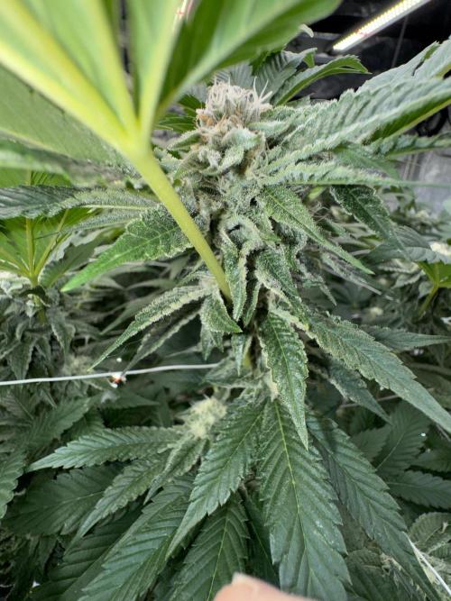 GMO x Triangle Mints bx. Week 12