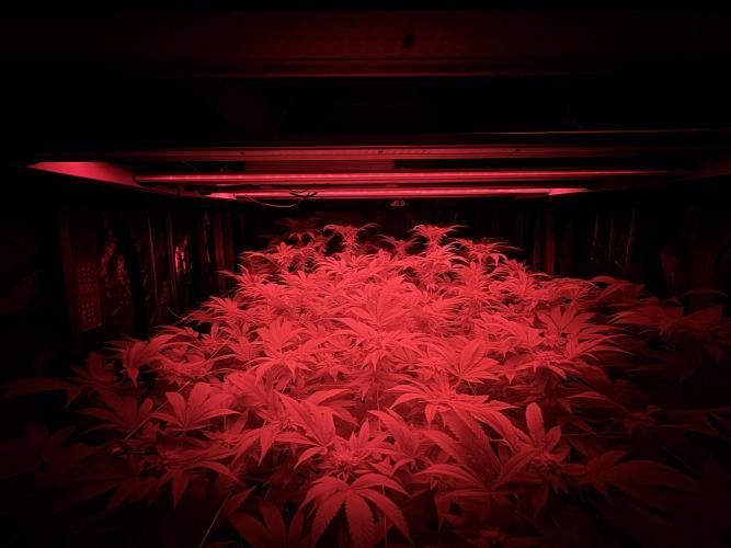 GMO x Triangle Mints bx. Week 12