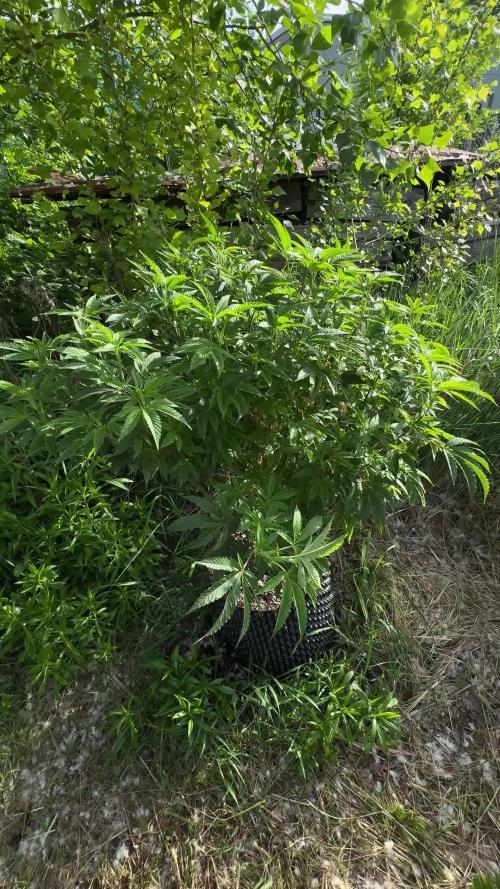 46 Kush - Outdoor 2026