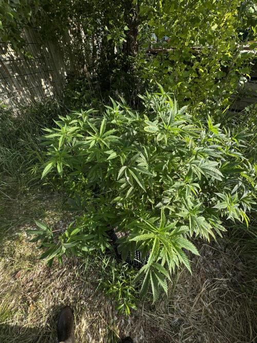 46 Kush - Outdoor 2026. Week 12