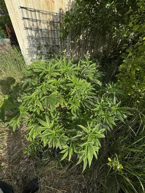 46 Kush - Outdoor 2026. Week 12