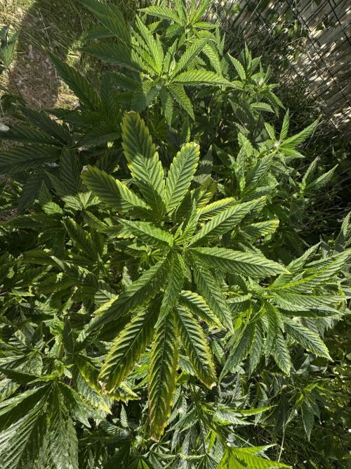 46 Kush - Outdoor 2026. Week 12