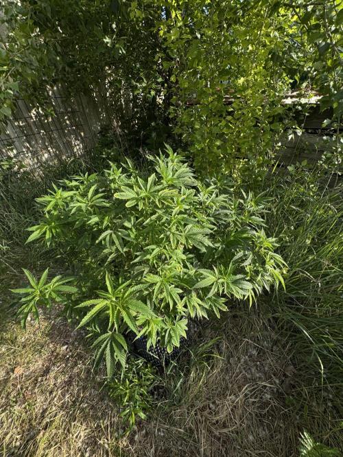 46 Kush - Outdoor 2026. Week 12