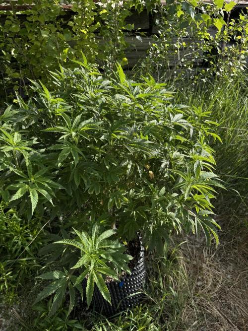 46 Kush - Outdoor 2026. Week 12
