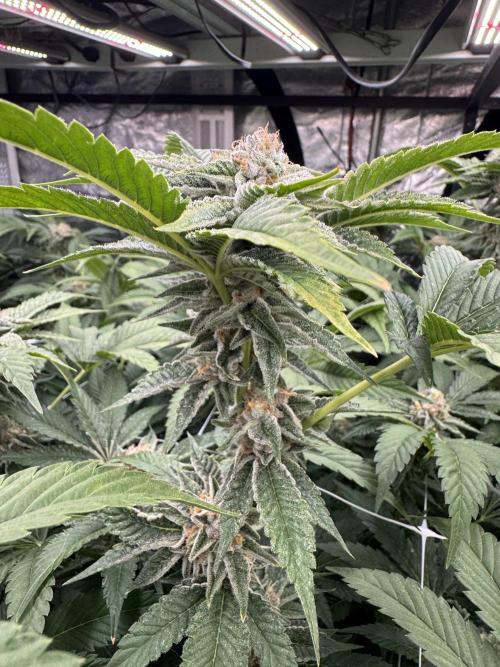 GMO x Triangle Mints bx. Week 13