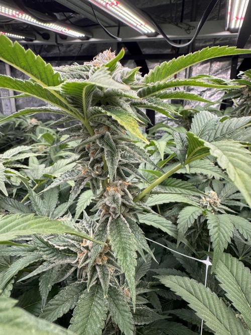 GMO x Triangle Mints bx. Week 13