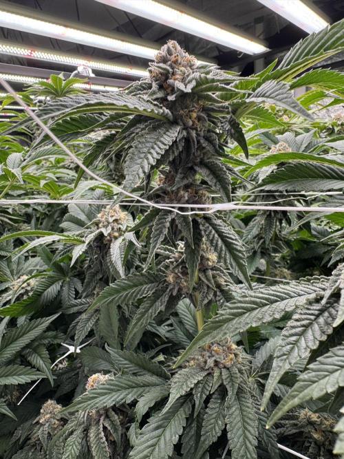 GMO x Triangle Mints bx. Week 13