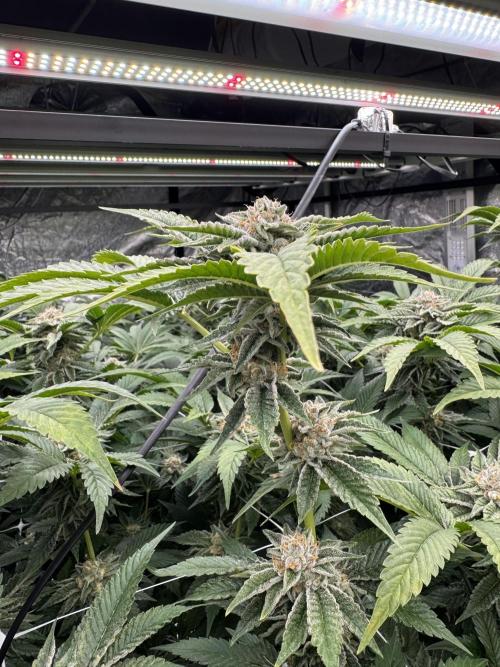 GMO x Triangle Mints bx. Week 13