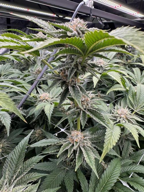 GMO x Triangle Mints bx. Week 13