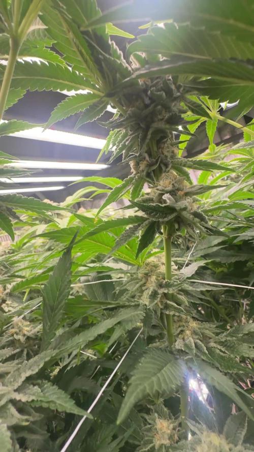 GMO x Triangle Mints bx