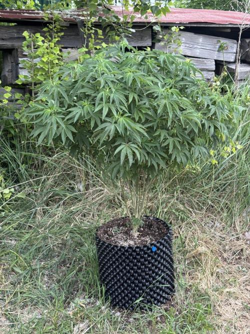 46 Kush - Outdoor 2026. Week 13