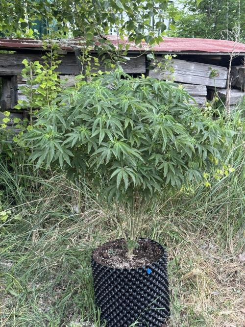 46 Kush - Outdoor 2026. Week 13