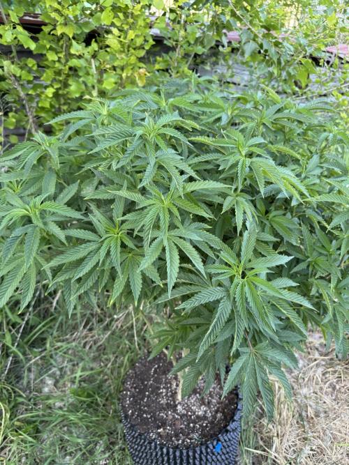 46 Kush - Outdoor 2026. Week 13