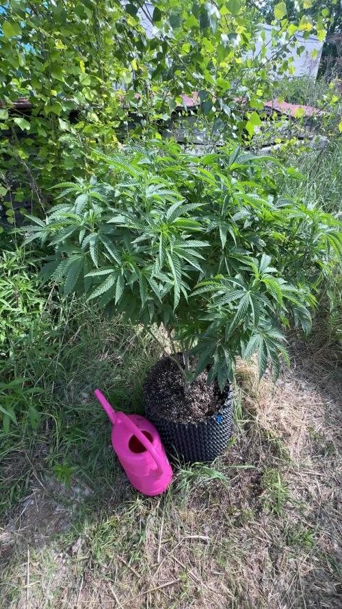 46 Kush - Outdoor 2026