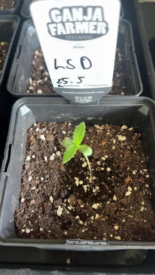 LSD Auto - Sponsored