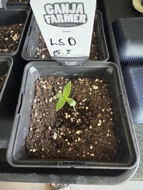 LSD Auto - Sponsored. Week 1
