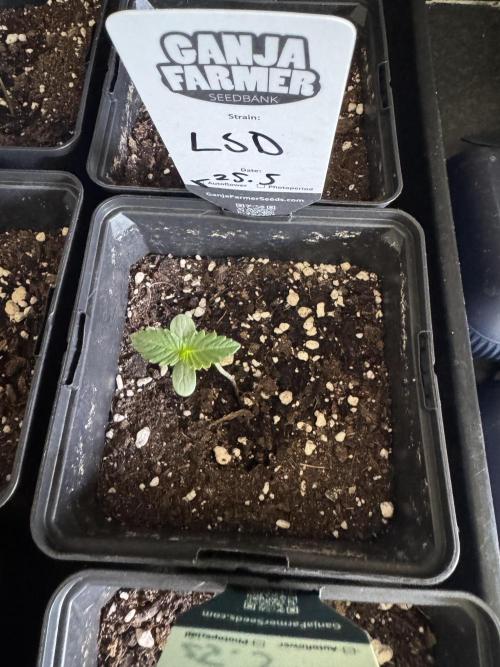LSD Auto - Sponsored. Week 1
