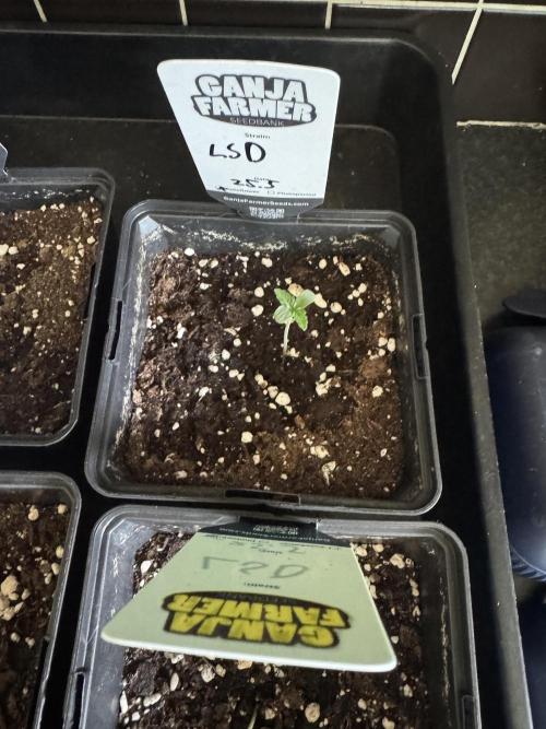 LSD Auto - Sponsored. Week 1