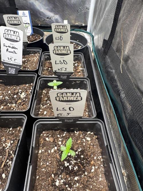 LSD Auto. Week 1