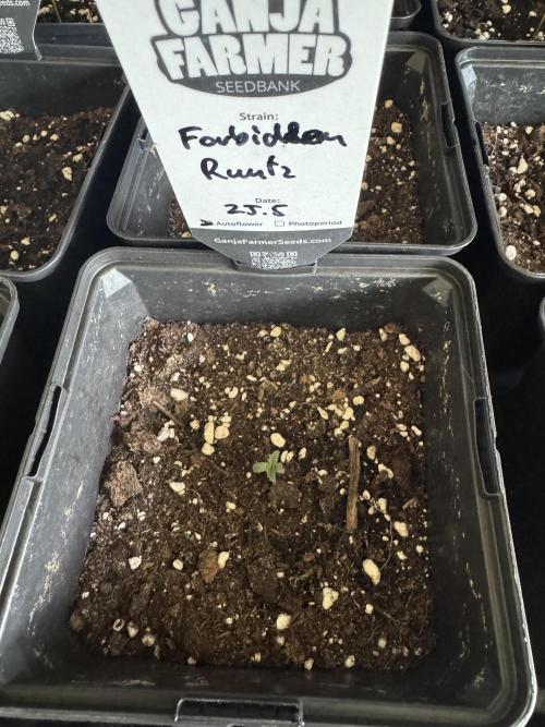 Forbidden Runtz Auto -Sponsored. Week 1