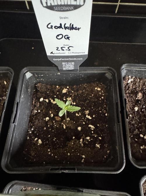 Godfather OG Auto - Sponsored. Week 1