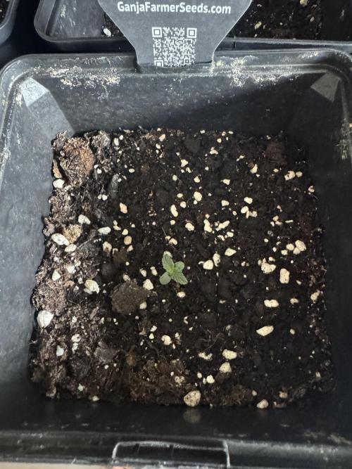 Godfather OG Auto - Sponsored. Week 1