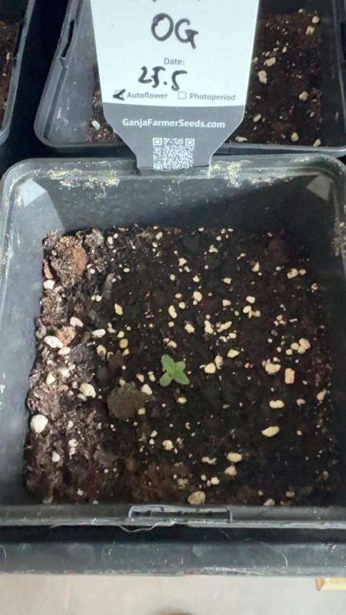 Godfather OG Auto - Sponsored