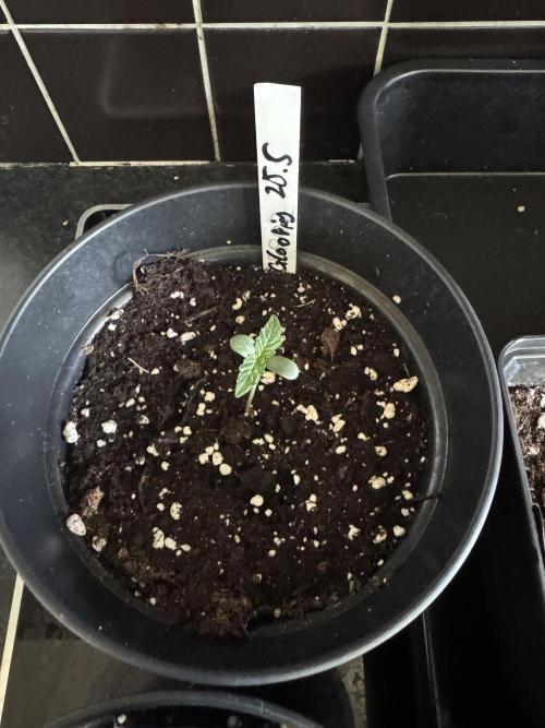 Glookies Auto - Sponsored. Week 1
