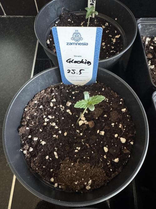 Glookies Auto - Sponsored. Week 1