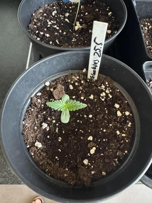 Glookies Auto - Sponsored. Week 1