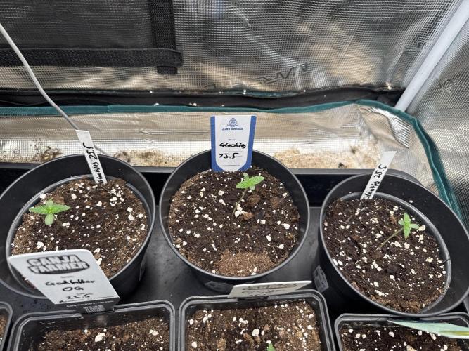 Glookies Auto - Sponsored. Week 1