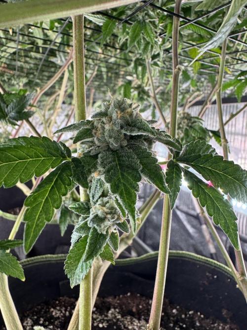 GMO x Triangle Mints bx. Week 14