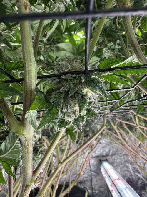 GMO x Triangle Mints bx. Week 14