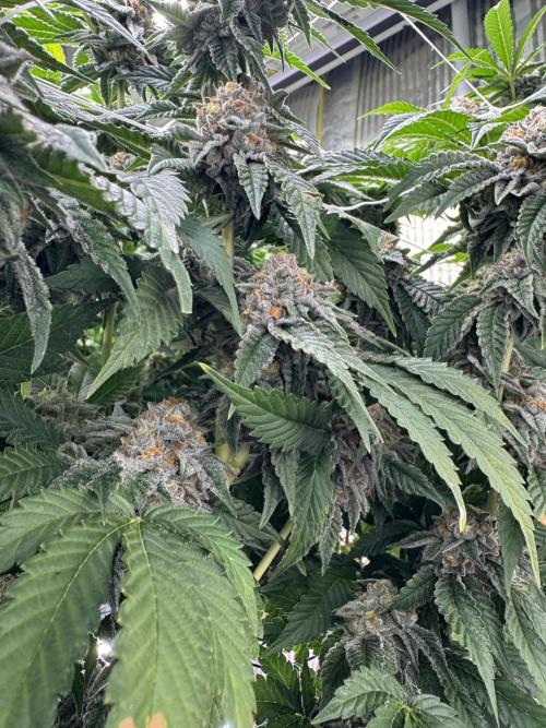 GMO x Triangle Mints bx. Week 14